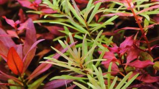 Thumbnail of post image 115